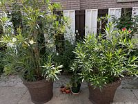 Two large potted White Oleander plants with green foliage and brown plastic pots. Plants appear healthy with multiple branches and leaves.