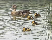 Close-up view showing the detailed watercolor style print with a mother mallard duck and four ducklings swimming in water, highlighting natural colors and reflections.