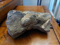 Rock with two embedded ancient seashell fossils, showing detailed shell ridges from one angle.