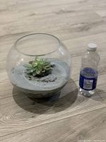 Side view of round glass bowl with succulent plant in gray sand, showing size relative to water bottle.