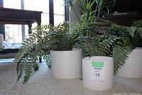 Two artificial fern plants in white textured ceramic pots placed on a carpeted floor in front of windows providing natural light.