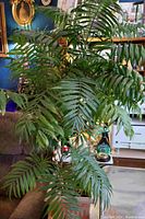 Palm tree plant with lush green leaves tightly clustered in a rectangular brown pot, shown in indoor setting with furniture and decorations around.