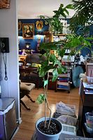 Full view of the Moro blood orange tree inside a pot showing its height and surrounding environment.