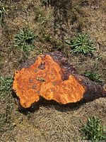 Wood borough wall clock with natural wood grain and resin edges, photographed outdoors on grass surface.