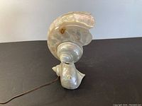Side view of the shell lamp showing the smaller nautilus shell base and the glossy surface with cord visible.