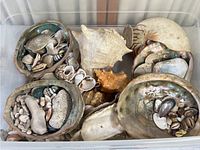 Top view of assortment of shells in a plastic container showing large conch shell, crab shell, and multiple small shells