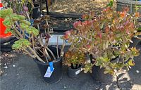 Three medium succulent plants in black plastic pots photographed outdoors on asphalt surface, showing plant sizes and detailing