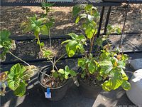Two large hydrangea plants in pots on black trays outdoors with visible tags.