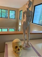 Full view of the plaster female model statue and anatomical skull placed on a flat surface near a railing.