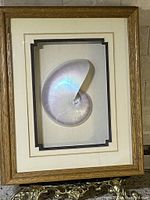 Frontal view of the vintage sea shell mounted in a matted shadow box resting on an ornate brass stand, showing the shell's iridescent spiral and the frame's wood grain.