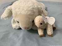 Two TY brand lamb plush toys on a blue surface, one large and one small, both white with original tags.