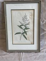 Framed antique botanical print with visible plant illustration, mat, and gold tone frame reflecting natural aging.