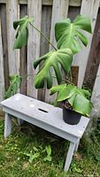 Full view of Monstera plant about 30" tall, sitting on a small grey bench outdoors in front of a wooden fence.