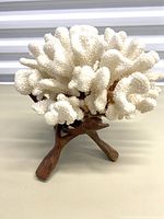 Front and side views of vintage white coral on a carved three-legged wooden base showing the texture of the coral and the detailed wood carving