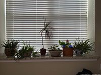 Six live house plants on a windowsill in different ceramic and woven containers