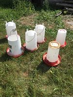 Photo showing six white plastic hanging chicken feeders and two waterers with red circular bases on grass outdoors.