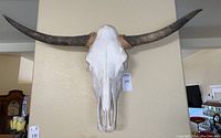 Front view of steer skull mounted on wall with wide horns extending horizontally.