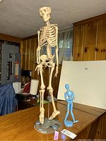 Front view of plastic skeleton missing top of skull with blue wooden drawing figure beside it on table.
