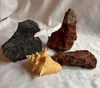 Photo showing three natural stones and one large conch shell on a white background
