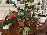 Photo showing assortment of plants on wooden table with two chairs in background. Plants include monstera, anthurium with red flowers, jade succulent, aloe, fern, orchid, trailing vines in terracotta and ceramic pots, chia gnome and watering can included.