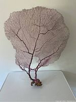 Purple hued gorgonian sea fan coral standing upright against a plain background showing delicate branching pattern and natural base attachment.