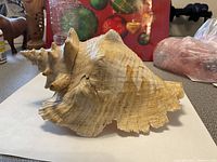 Photo showing first large sea shell with spiky ridges and visible cracks