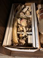 Box filled with assorted sea shells including a long, curved shell and several smaller shells.