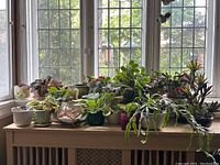 Overview of multiple living plants arranged on table by window, showing variety of pots and plant types.