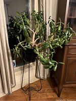 Healthy jade plant with thick green leaves in a black pot on a black metal plant stand with spiral base, placed indoors near window and cabinet.