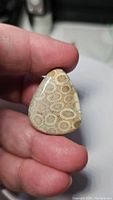 Front view of pear-shaped natural fossil coral cabochon showing circular fossil coral patterns and polished surface.