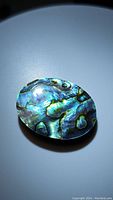Oval natural abalone doublet gemstone with vibrant colors under lighting showing iridescent blues and greens.