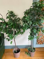 Two artificial fig trees of different heights placed near a wall, showing leafy branches and brown pots.