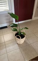 Photo of an indoor broad-leaf green house plant placed on a tiled floor near a door, inside a woven basket planter.