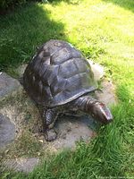 Front view of tortoise sculpture on lawn