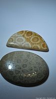 Top view of two natural fossil coral cabochons, one oval and one half-moon shaped, showing detailed coral patterns and polished surfaces.