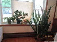 Interior shot of a snake plant in a rectangular brown pot on the floor next to a windowsill holding a large jade plant and another leafy plant.