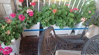 Four white planter boxes filled with live geranium plants in red, dark pink, and light pink flowers. Set on porch floor with leaves and petals scattered.