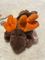 Front view of Chocolate the Moose Ty Beanie Baby plush showing brown body, orange antlers, and black eyes, laying on carpeted floor.