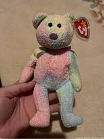 Front view of multicolored pastel Ty Beanie Baby Groovy plush bear with original tag and purple nose.