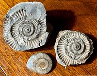 Three ammonite fossils laid on wooden surface showing top views with visible spiral shell details and textural ridges.