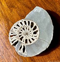 Top-down view showing ammonite cross section with chamber details and natural matrix rock surround.