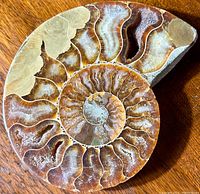 Top view of the polished ammonite fossil showing visible internal chambers filled with calcite and druzy crystals.