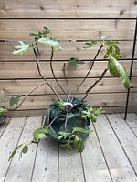 Front view of the 5-year-old Negronne Fig plant with multiple branches and large green lobed leaves potted in a green flexible container on a wooden deck.