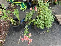 Three potted plants on pavement - one large geranium with abundant leaves, two smaller flowering plants including one with pink flowers.