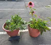 Both large potted plants side by side showing the jade plant on the left and the coneflower plant with pink flowers on the right.