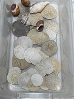 Top-down photo capturing a collection of sanddollars and sea shells in a plastic container, showing the variety of sizes and colors.