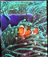 Front shot of the 20 x 16 canvas print showing the clownfish among sea anemone tentacles underwater.