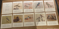 Top-down view of 10 different bird illustrations laid out on a flat surface, each printed with the title 'Birds of Canada', featuring various bird species with detailed text.