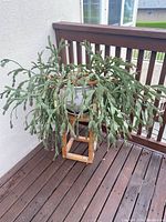 Christmas cactus viewed from the front showing long segmented green leaves, brown stems, and white pot on wooden stand against white wall.