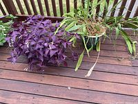 Photo showing two potted plants on a wooden surface outdoors, one purple-leafed and one green-leafed.